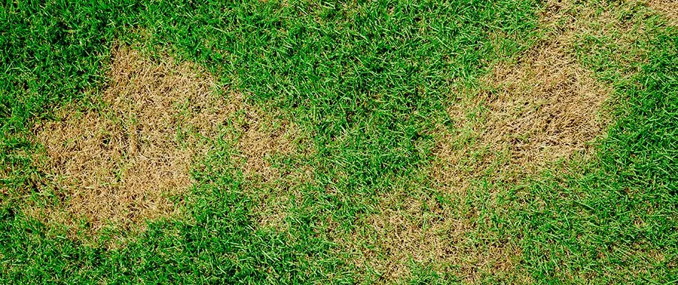 Dead grass in a lawn disease-like pattern on a lawn in Garland, TX.