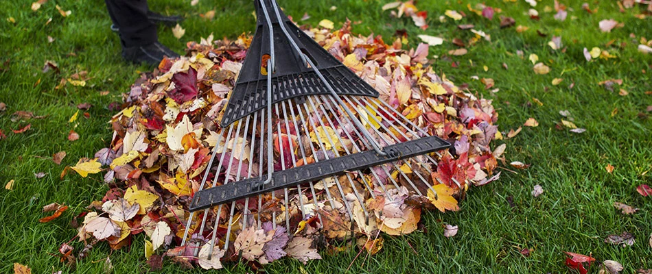 Racking leaves into a pile on a healthy, green lawn in Fairview, TX.