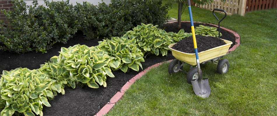 Black mulch installed from a wheelbarrow full of mulch near Fairview, TX.