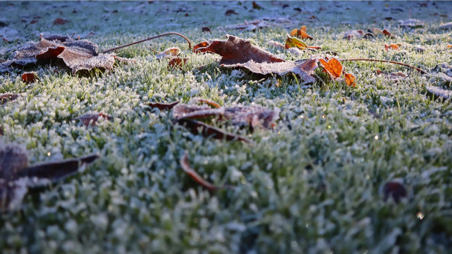 10 Dangers to Your Plano Lawn & Landscape to Avoid This Winter