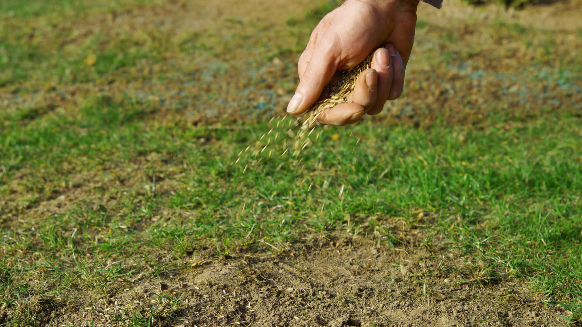 5 Overseeding Mistakes You Should Avoid: Lawn Care Wylie, TX Experts’ Guide