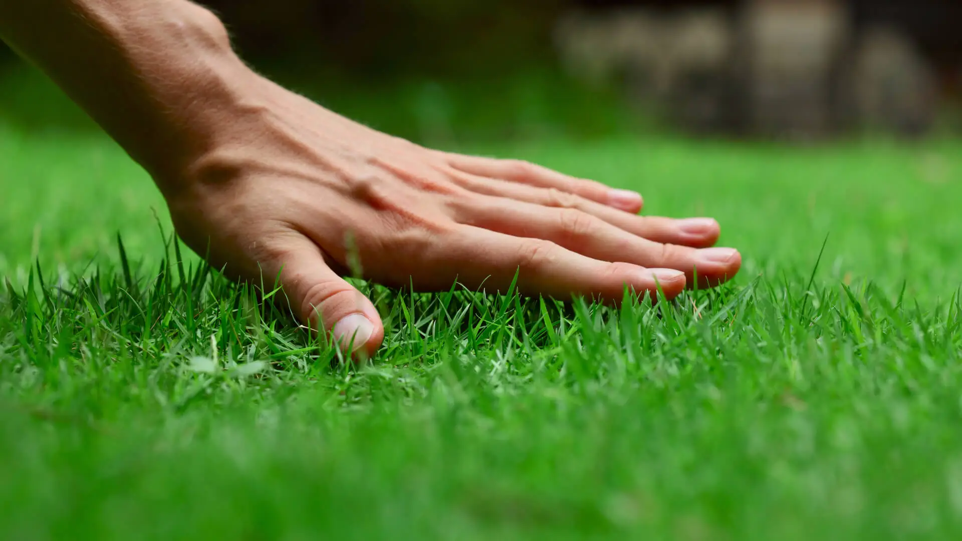 6 Myths and Facts about the Basics of Lawn Care