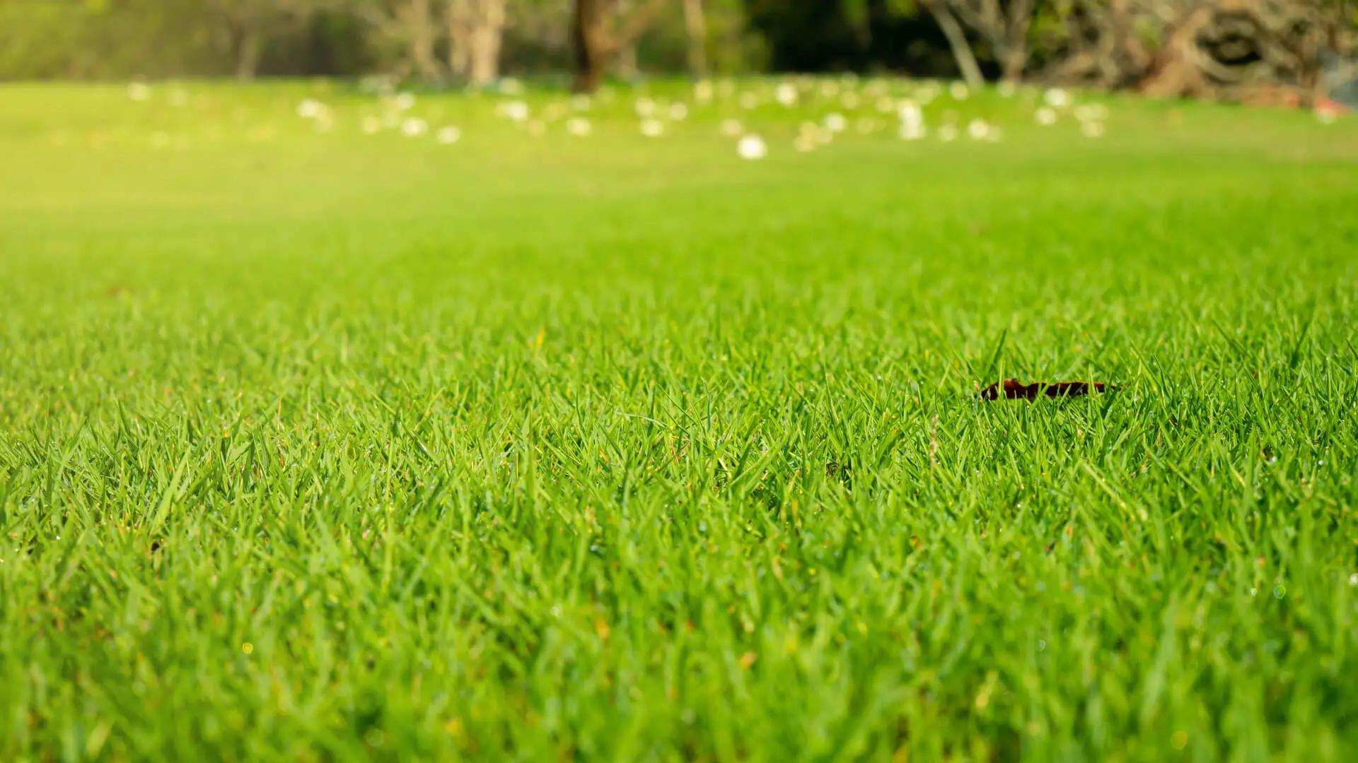 Best Lawn Care in Allen