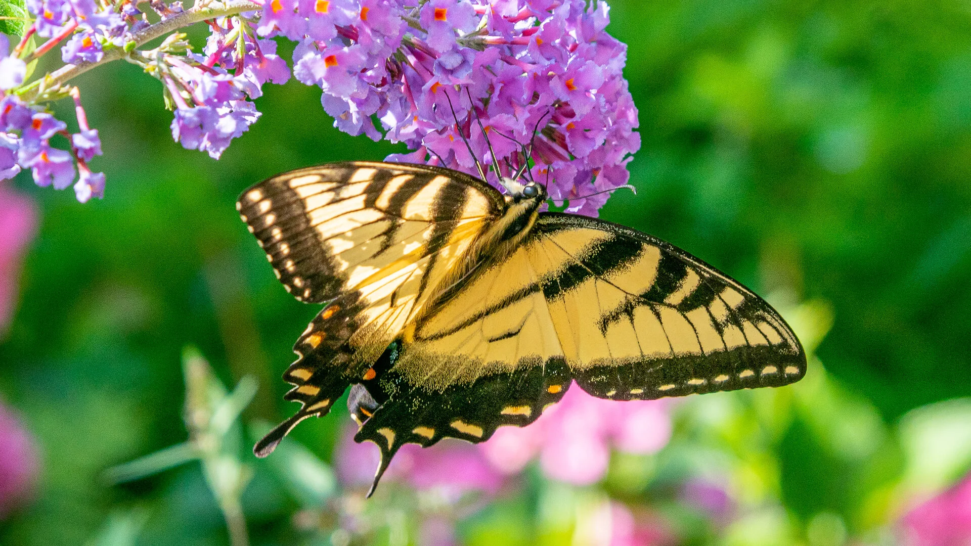 Best Plants for Naturescaping: Lawn Care Murphy, TX Experts’ Top Picks