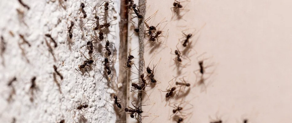 Ants that have made it inside a home in Plano, TX.