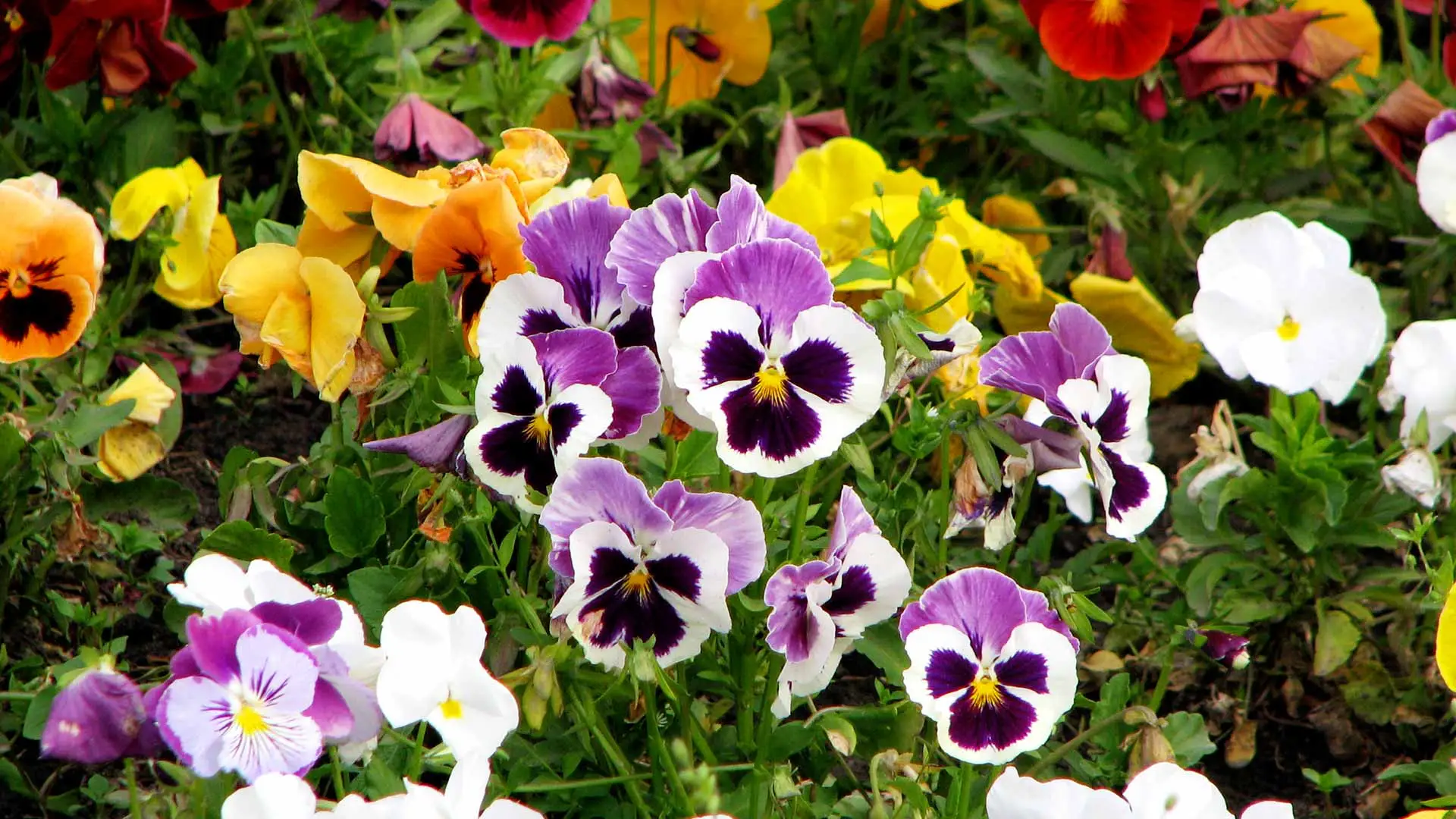 The Top 4 Fall Annual Flowers to Plant in North Texas