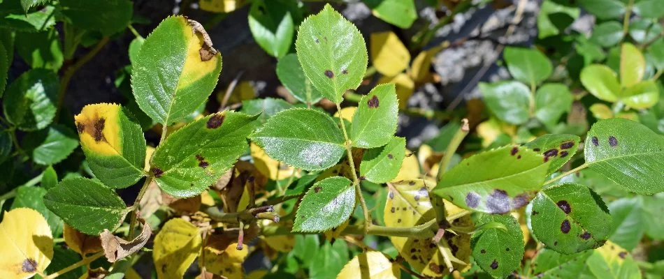 Black spot disease on a plant in Plano, TX.