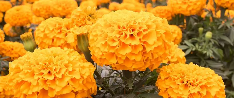 Brightly colored marigold flowers blooming in Murphy, TX.