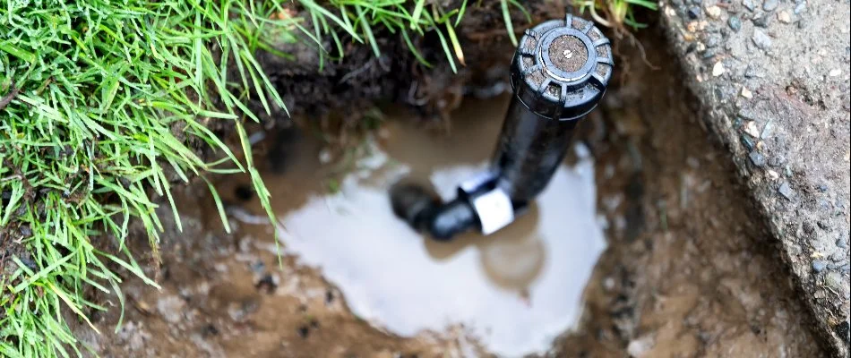 Puddle of water near a sprinkler head.