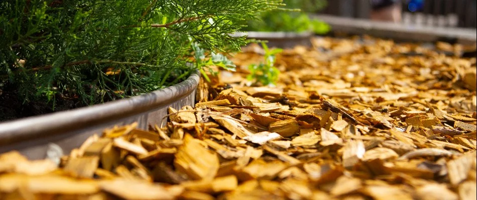 Cedar mulch installed in landscape bed at a home in Plano, TX.