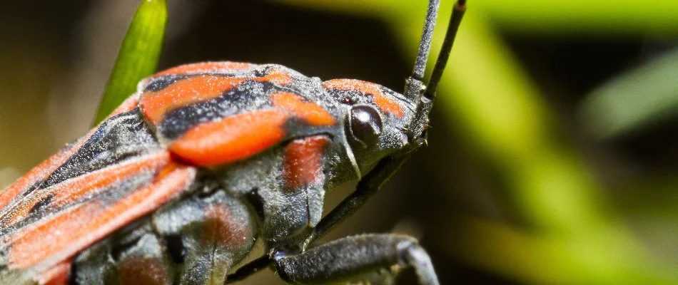 Chinch bug found in a lawn's grass in Plano, TX.