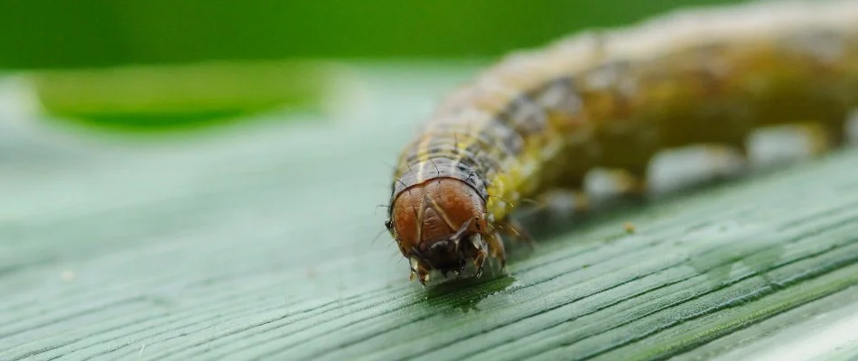 Armyworm eating a grass leaf on a lawn in Plano, TX.