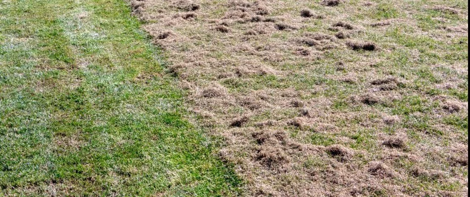 Lawn with thatch on it in Plano, TX.