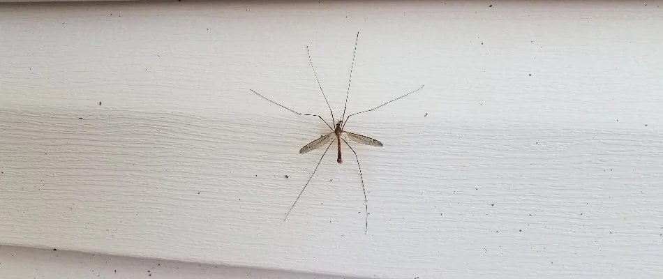Mosquito hawk found on the side of a house in Plano, TX.