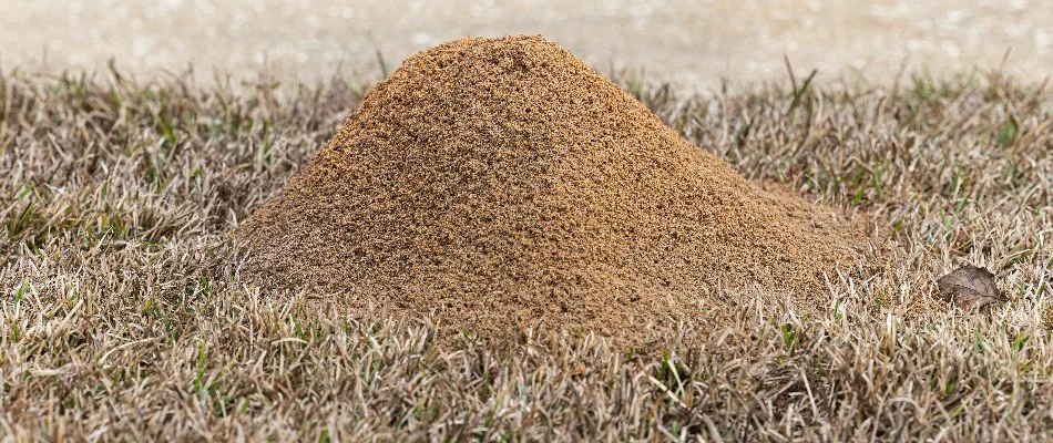 Fire ant mound in Plano, TX, on a brown lawn.