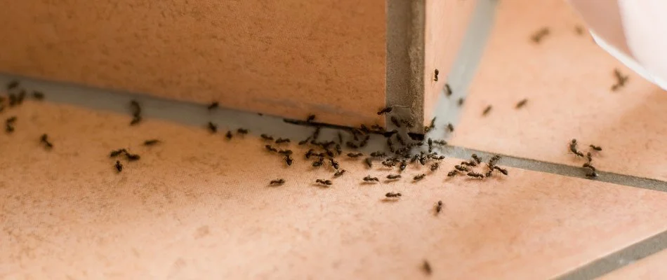 Black ants inside a property in Plano, TX.