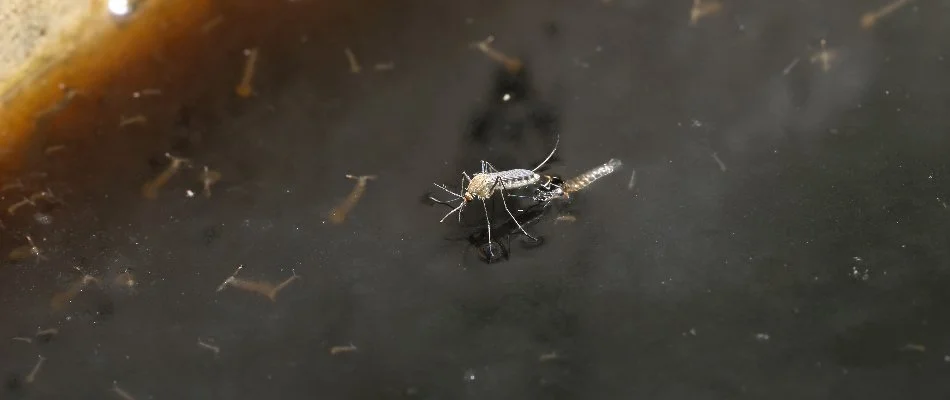 Mosquito and larvae in a pot of water found in Plano, TX.