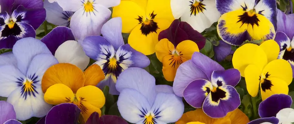 Various colors of pansies blooming in Plano, TX.