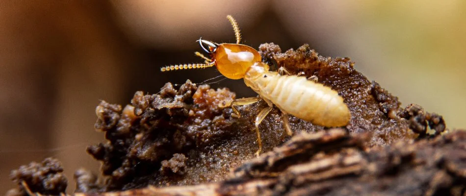 Termite on a piece of decaying wood in Plano, TX.