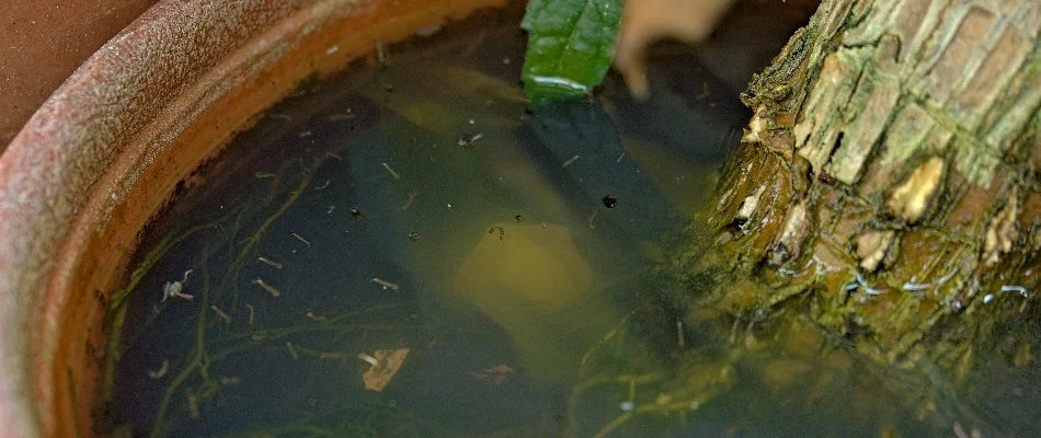 Mosquito nymphs in standing water within gardening pot in Plano, TX.