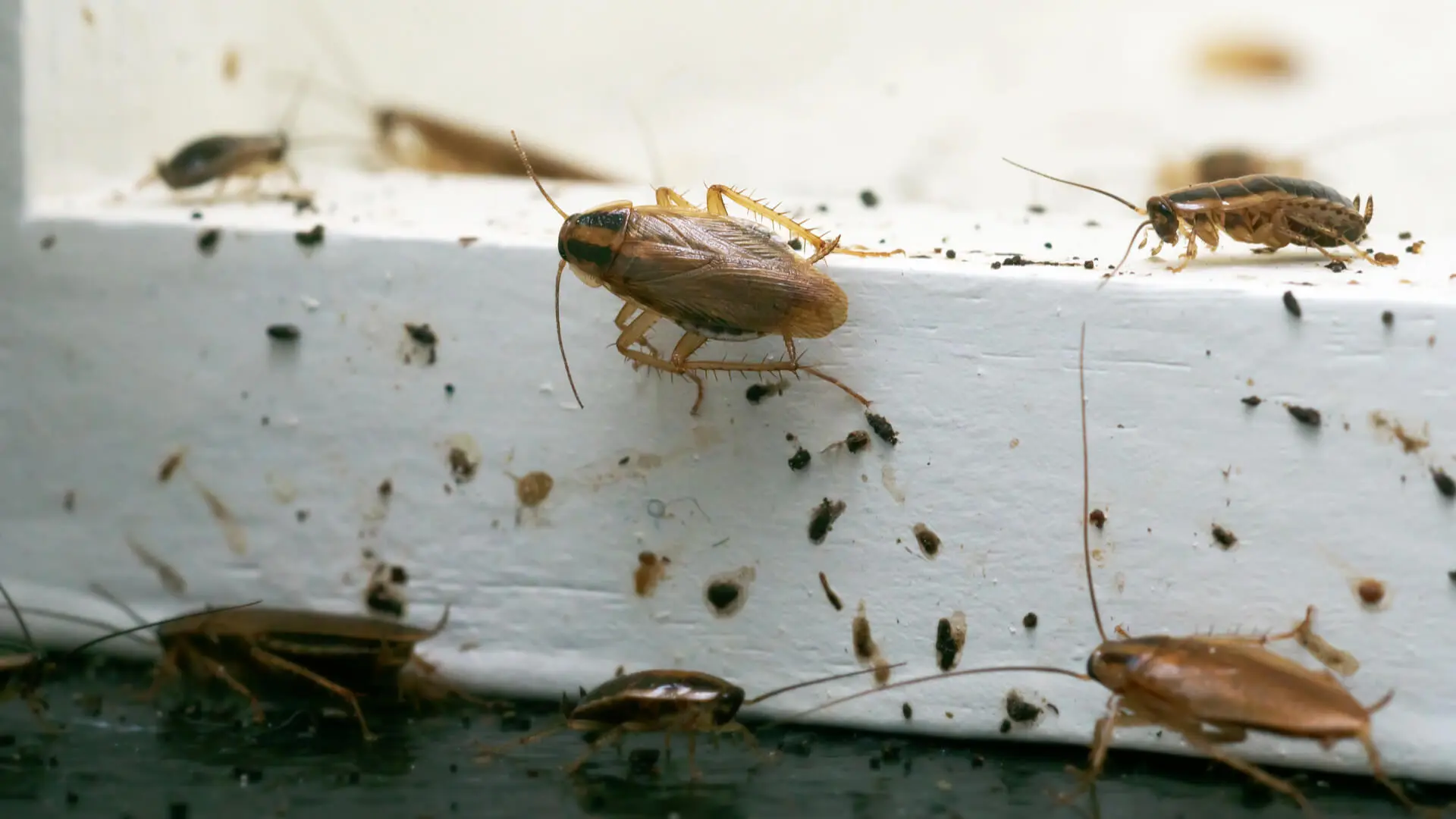 Cockroaches Inside Outdoor Structures – A Real Threat Say Our Pest Control Frisco, TX Pros