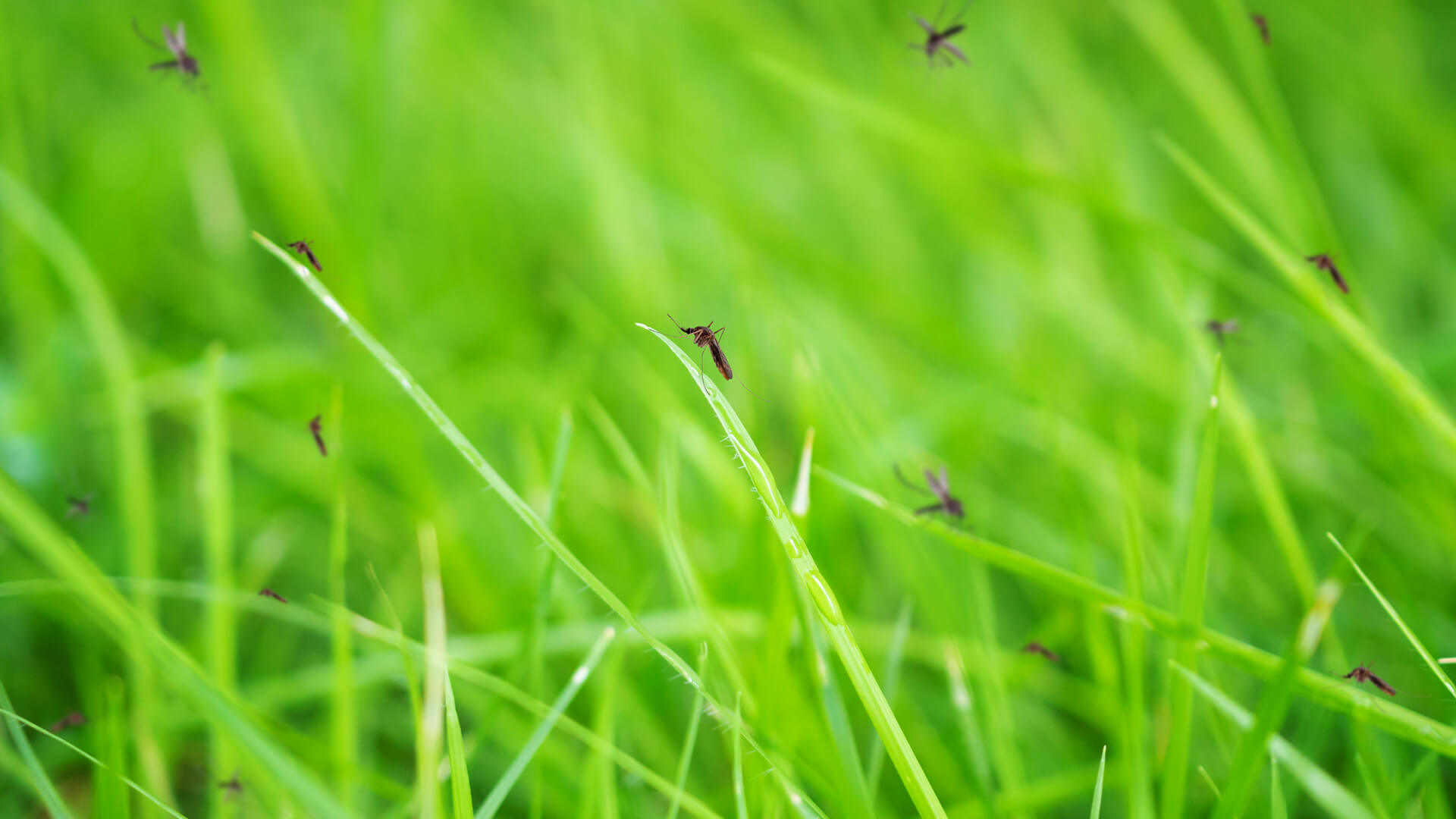 Don’t Breed your own Mosquitoes! Pest Control McKinney TX Pros’ Advice