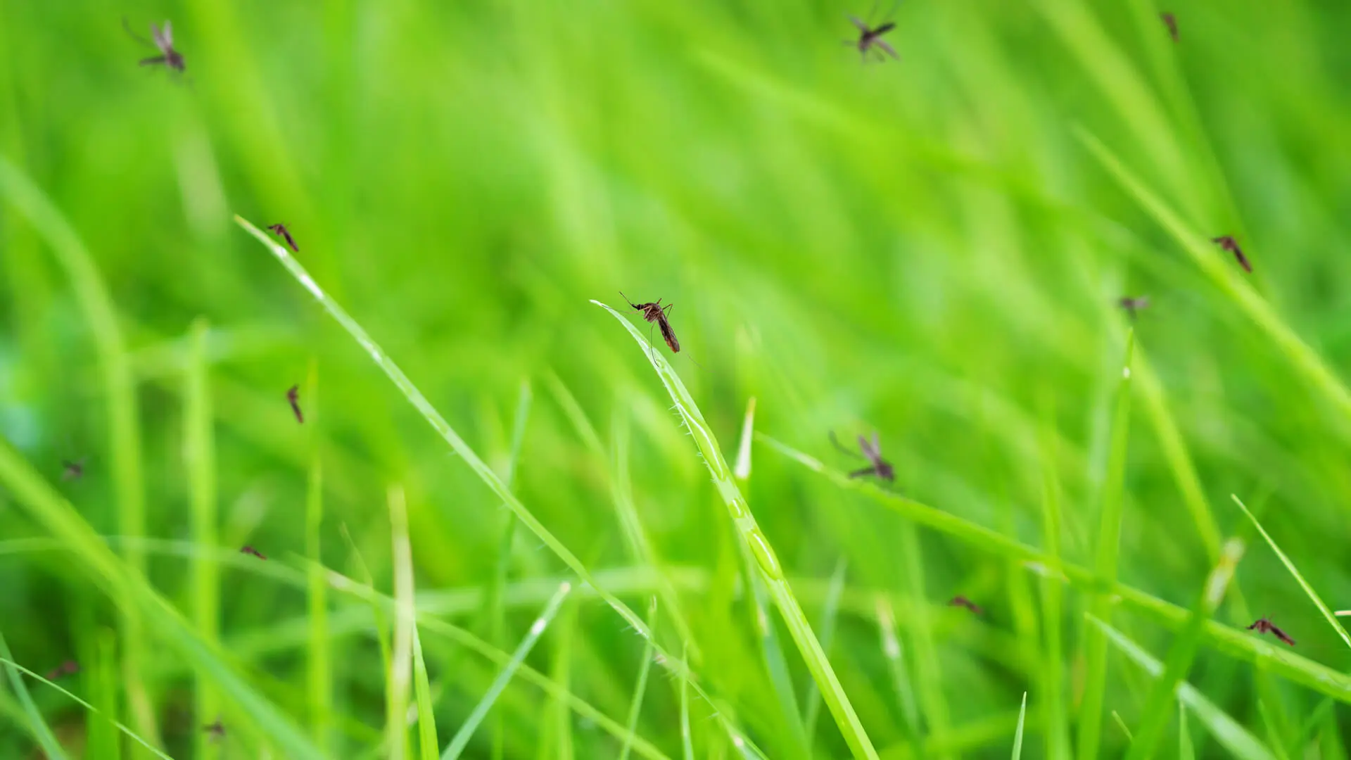 Don’t Breed your own Mosquitoes! Pest Control McKinney TX Pros’ Advice
