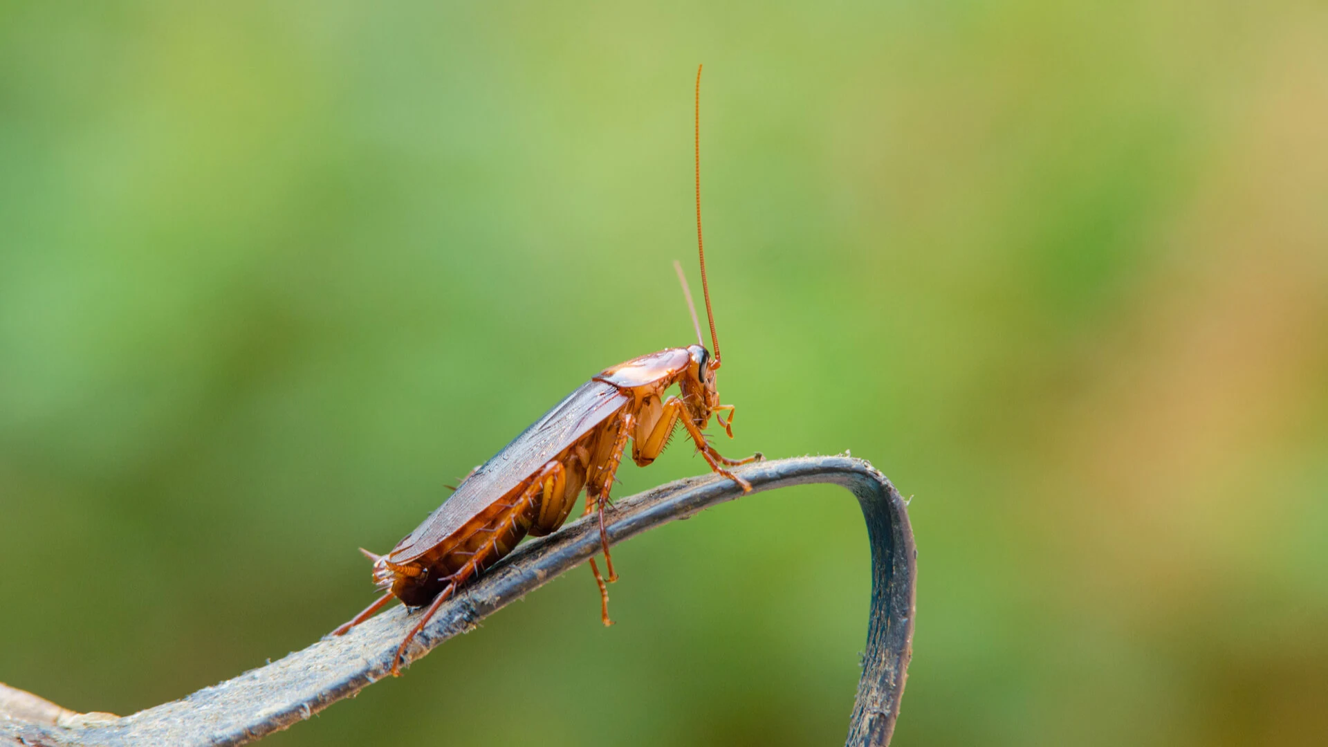 Helping Plano Get Rid of Nasty Insects