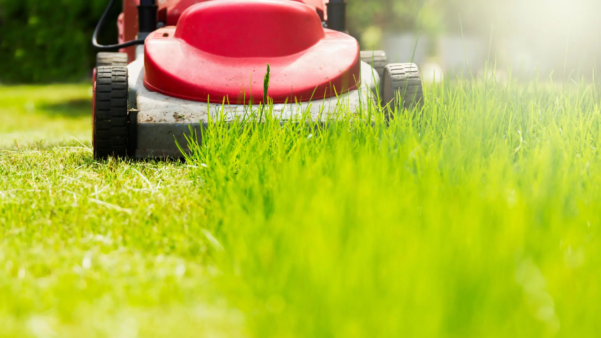 How important Is a Lawn’s Healthy Height?