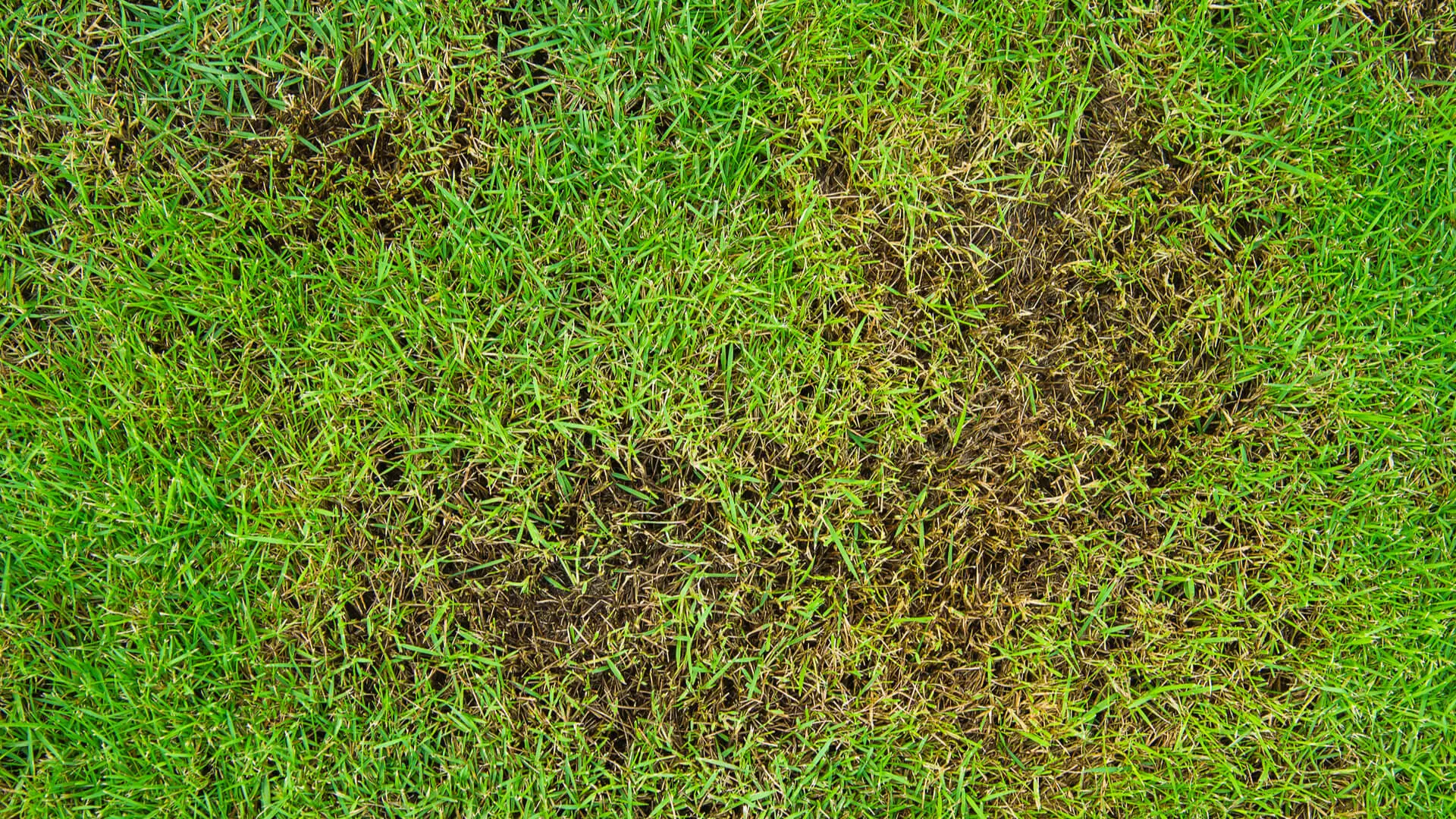 Intensive Lawn Care Sachse TX Tips to Repair Damaged Lawns