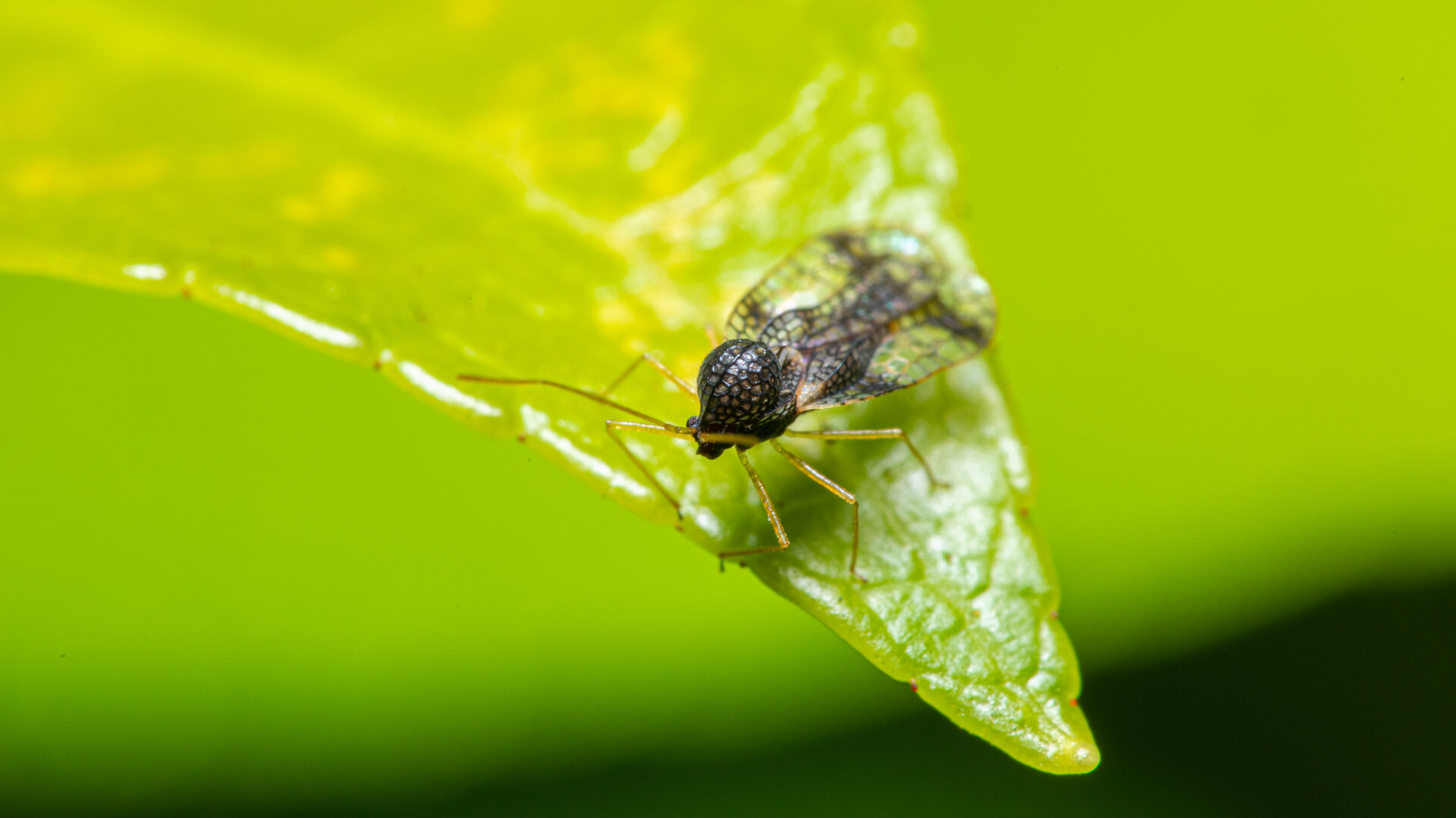 Keep Your Azaleas Safe this Summer: Pest Control Sachse TX on the Azalea Lace Bug