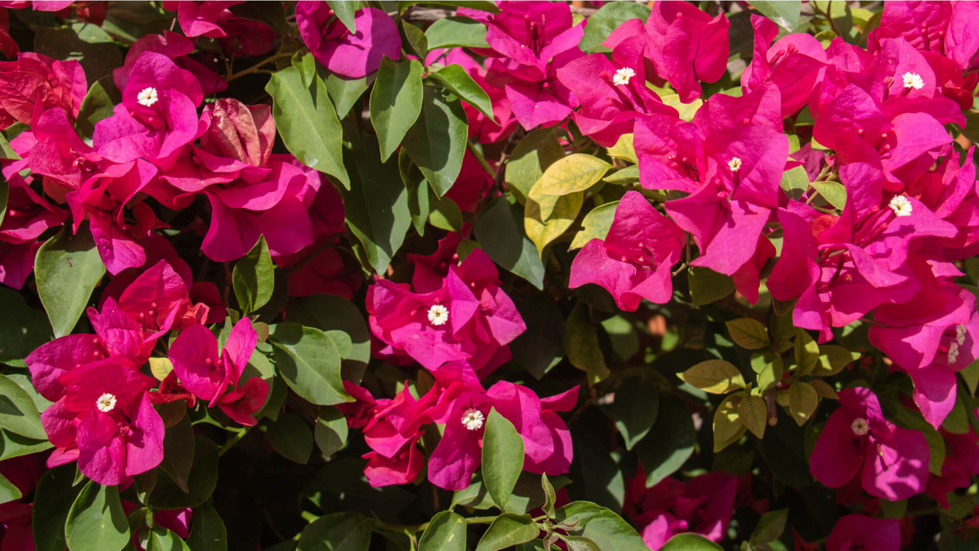Keep Your Bougainvilleas Safe this Summer: Pest Control Allen TX Pros’ Tips