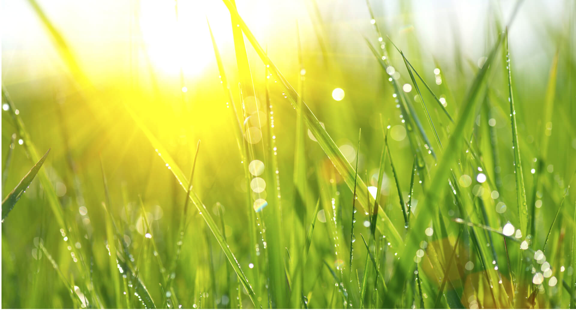 Lawn Care Frisco, TX Specialists’ Guide on Smart Hot Season Lawn Watering