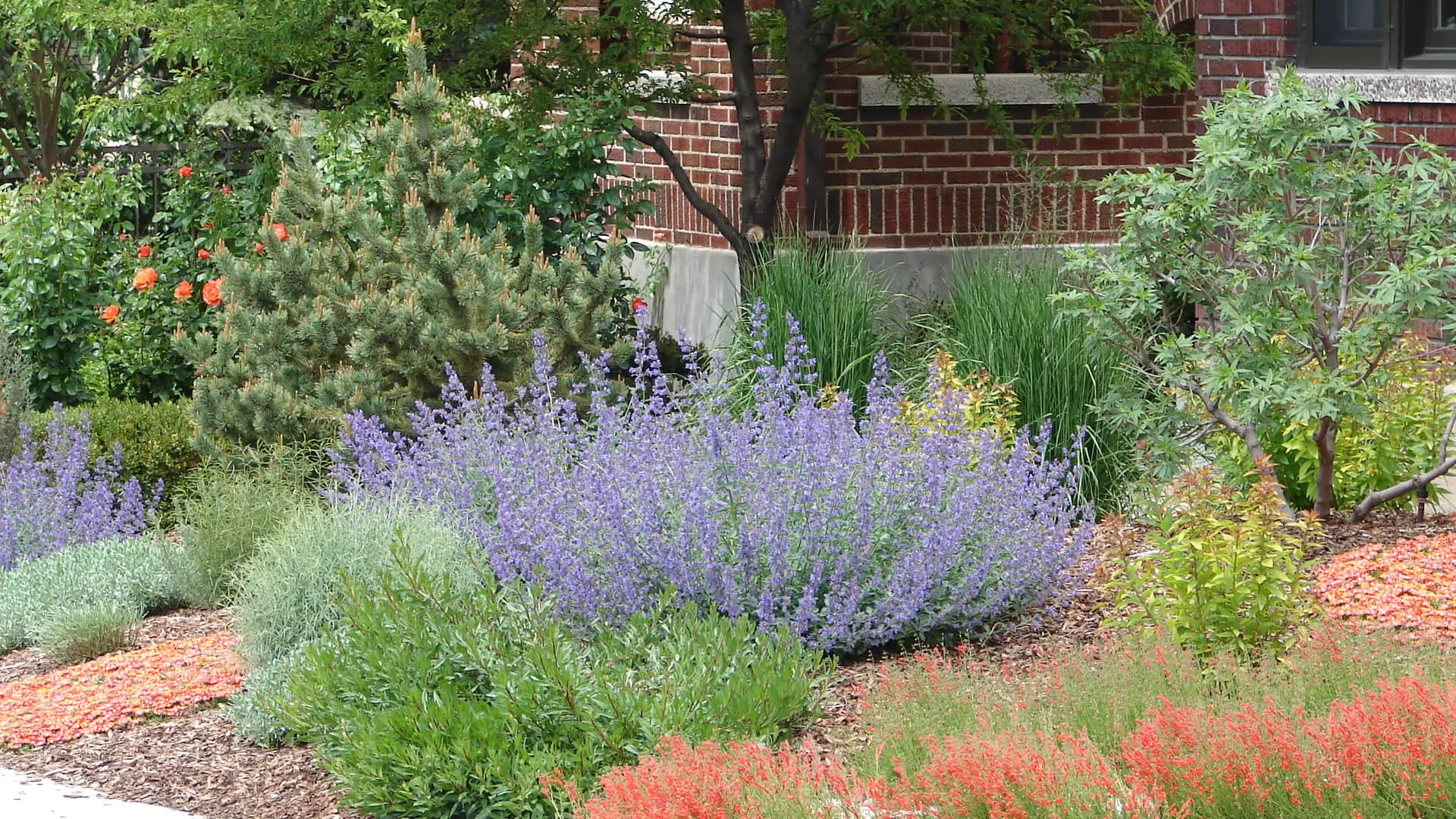 Lawn Care Plano, TX Pros on Xeriscaping: How to Create Lawns without Turf?