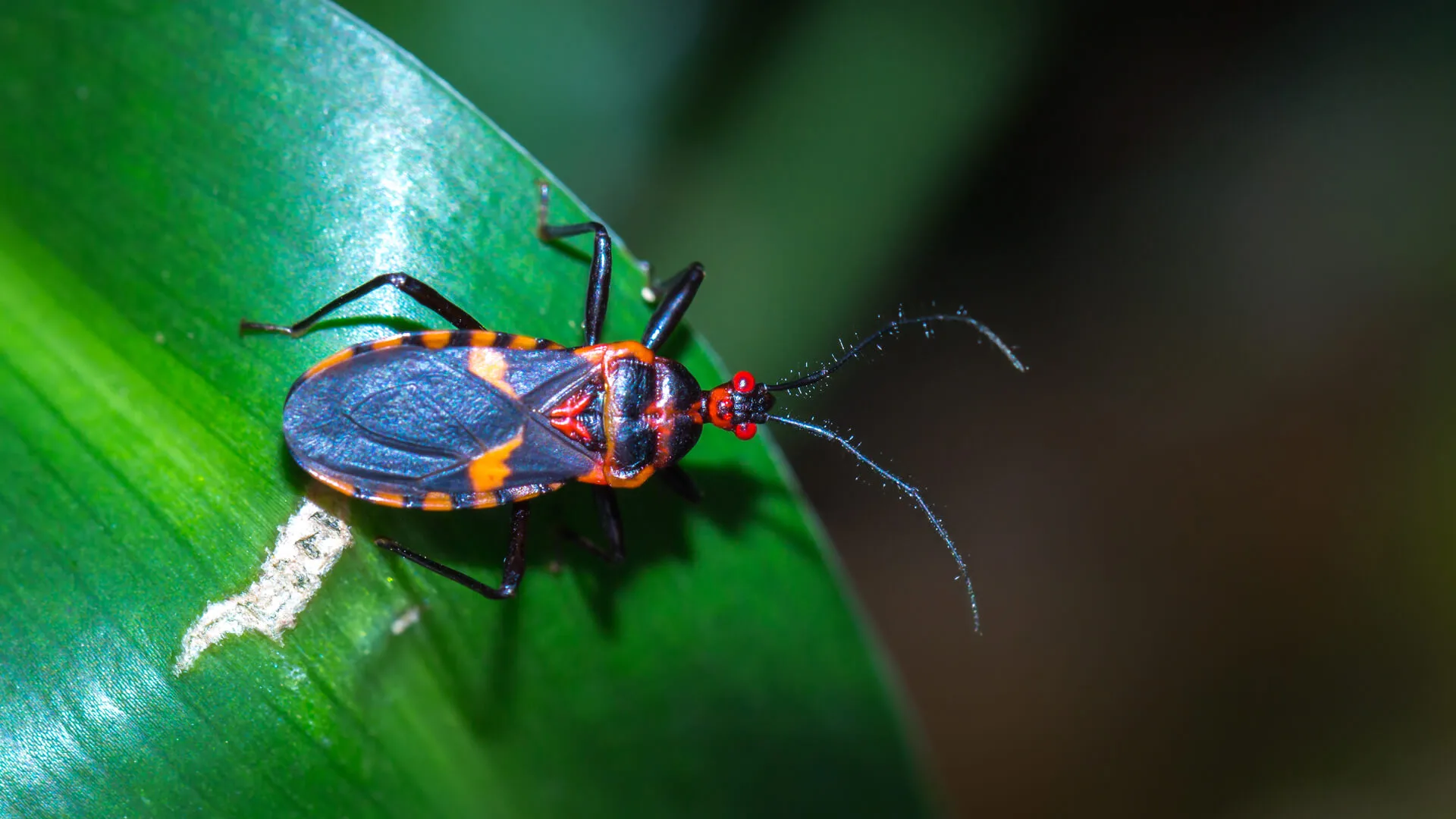 Look Out for the Kissing Bug: Pest Control, Plano, TX Pros’ Warnings