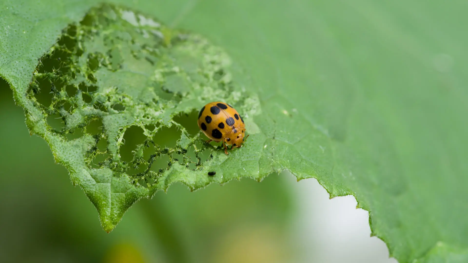 Organic Pest Control Murphy, TX Tips to Fend Off the Mexican Bean Beetle
