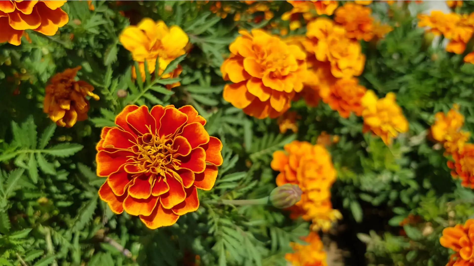 Planting Marigolds: Lawn Care Sachse TX Pros Share their Tips