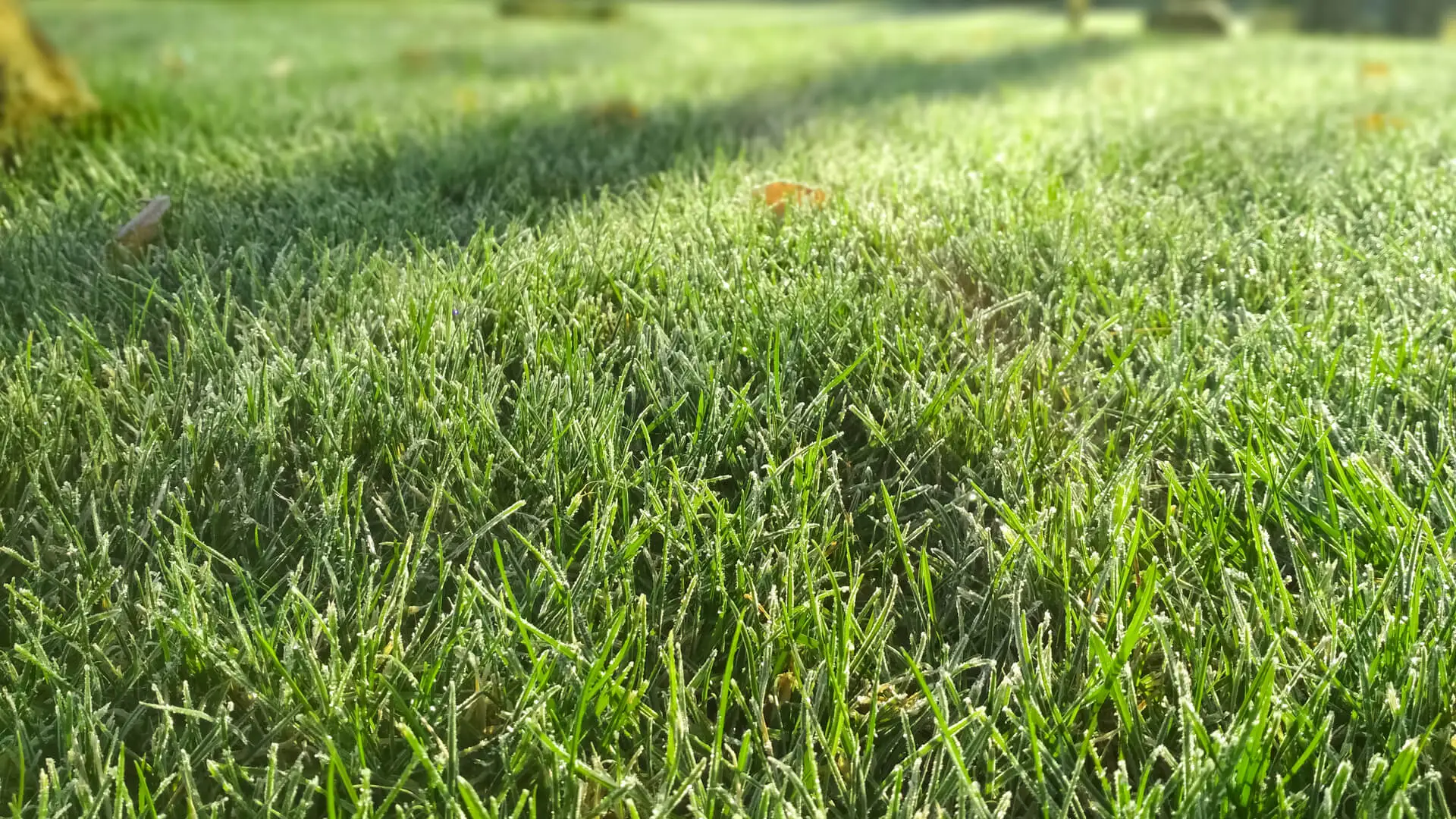 Practical Guide on Plano Lawn Care for All Land Owners