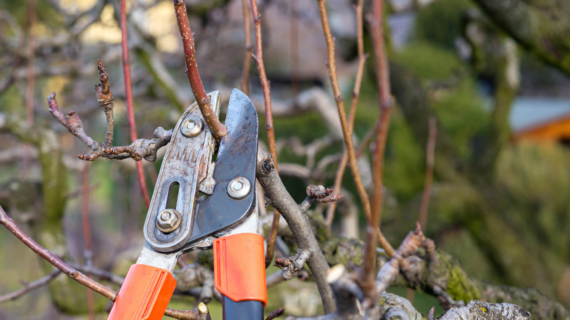 Pro Lawn Care in Frisco TX: Winter is the Best time to Prune Shrubs and Trees!