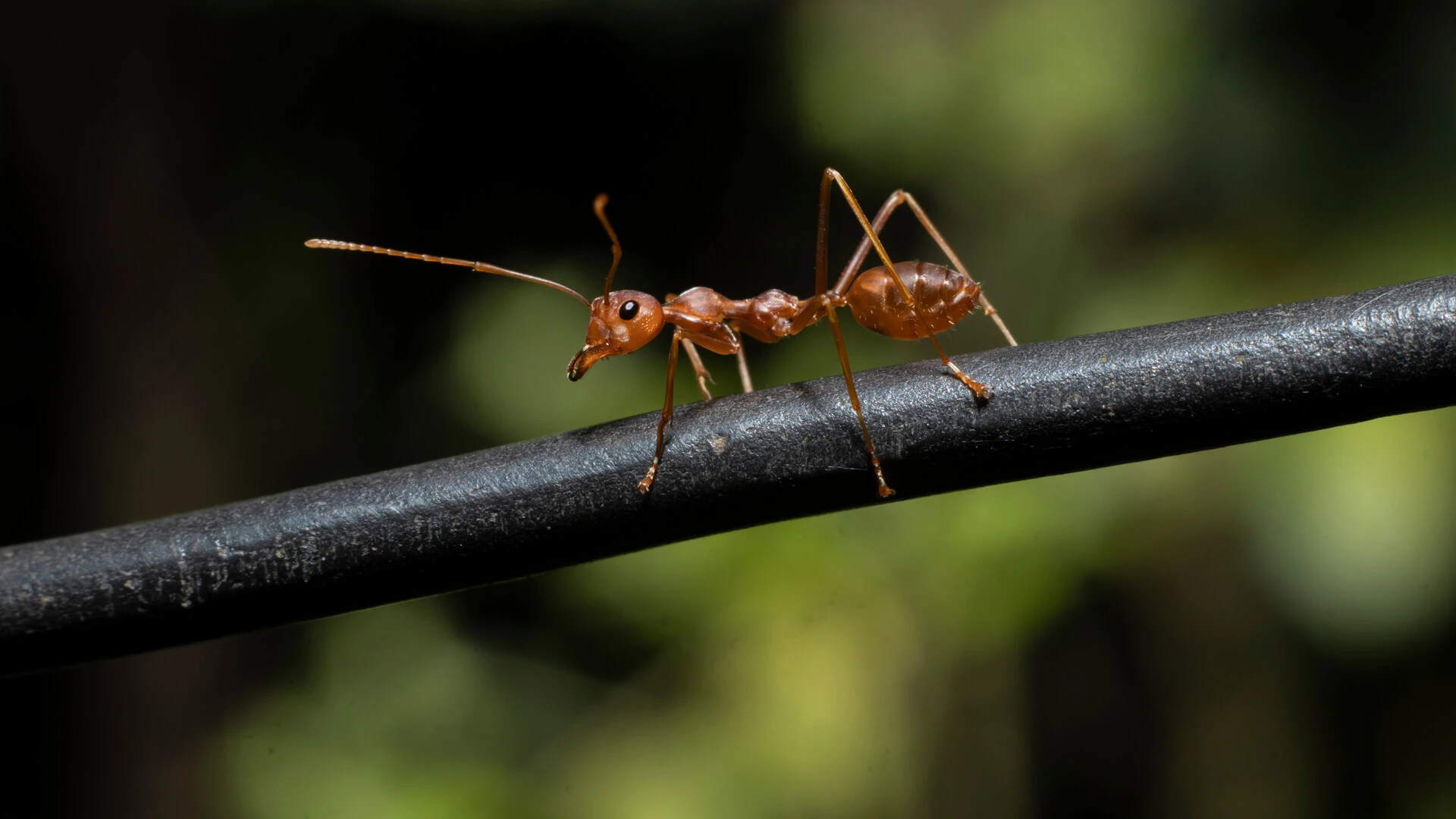 Problems of Pest Control McKinney, TX Home-Owners Go Through