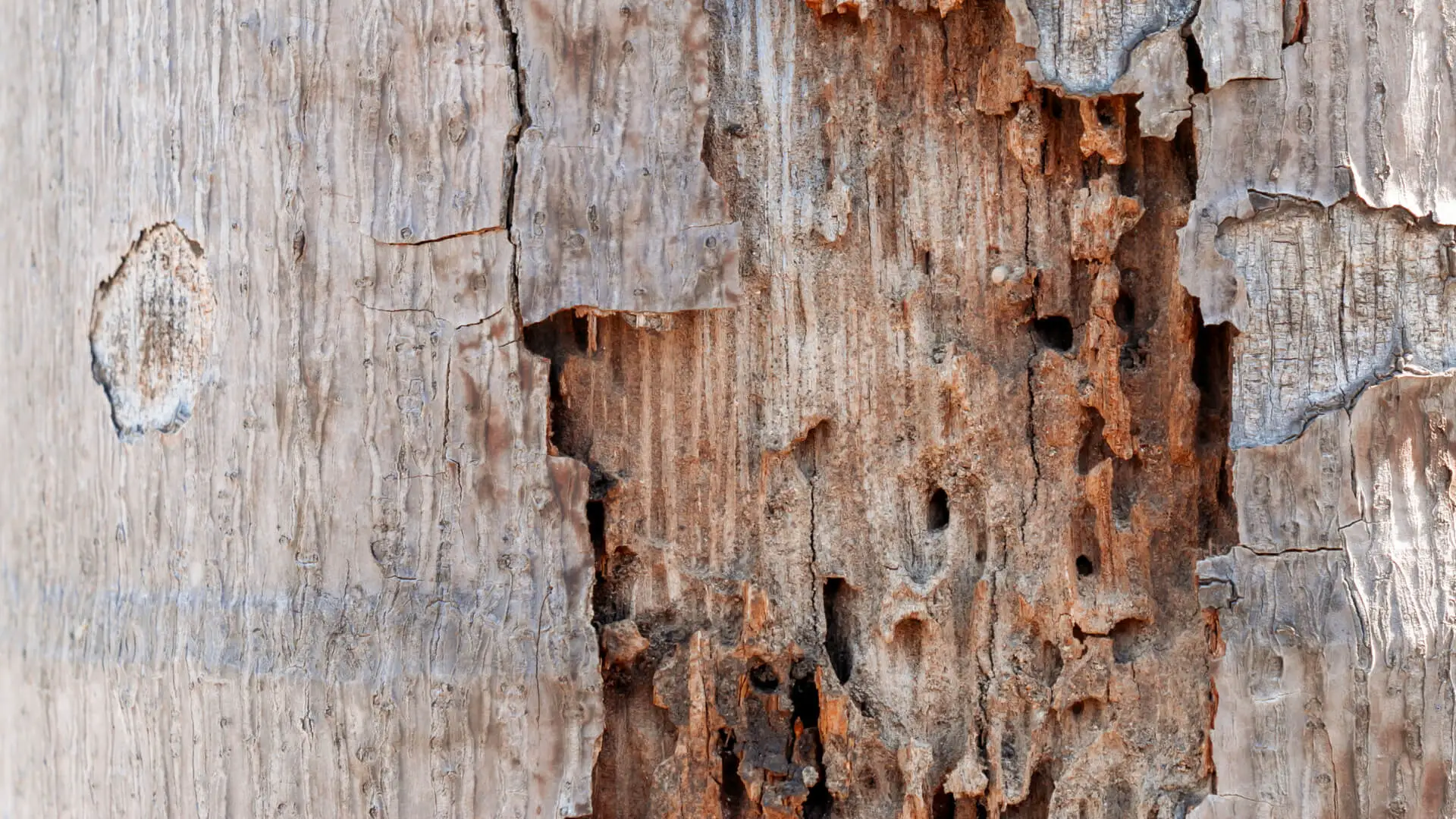 Protect Your Trees this fall against Insect Damage: Pest Control Murphy TX Pros Share Their Tips