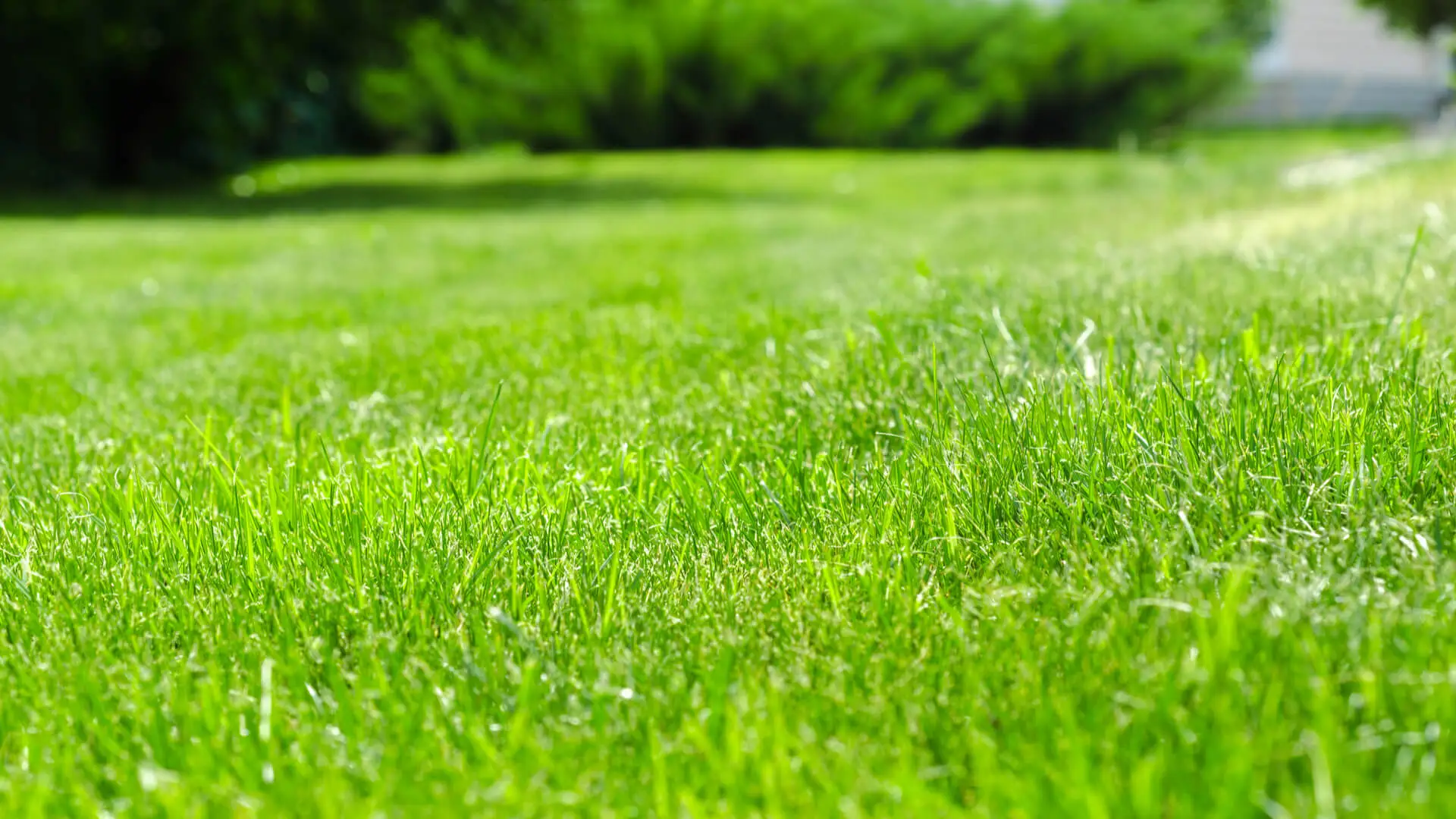 The 5 Best Lawn Care Companies in Frisco