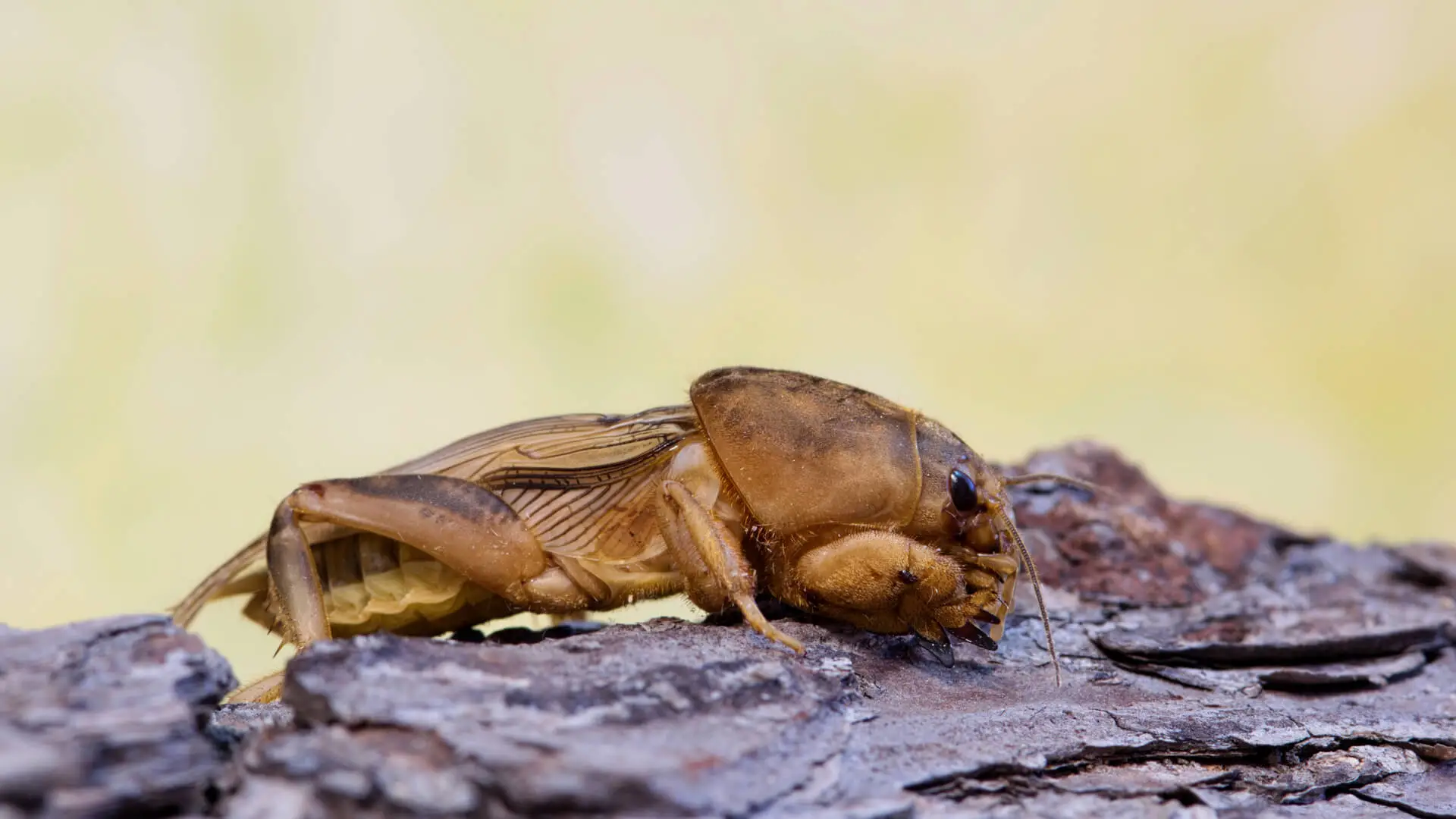 The Southern Mole Cricket: Pest Control Wylie, TX Experts’ Tips