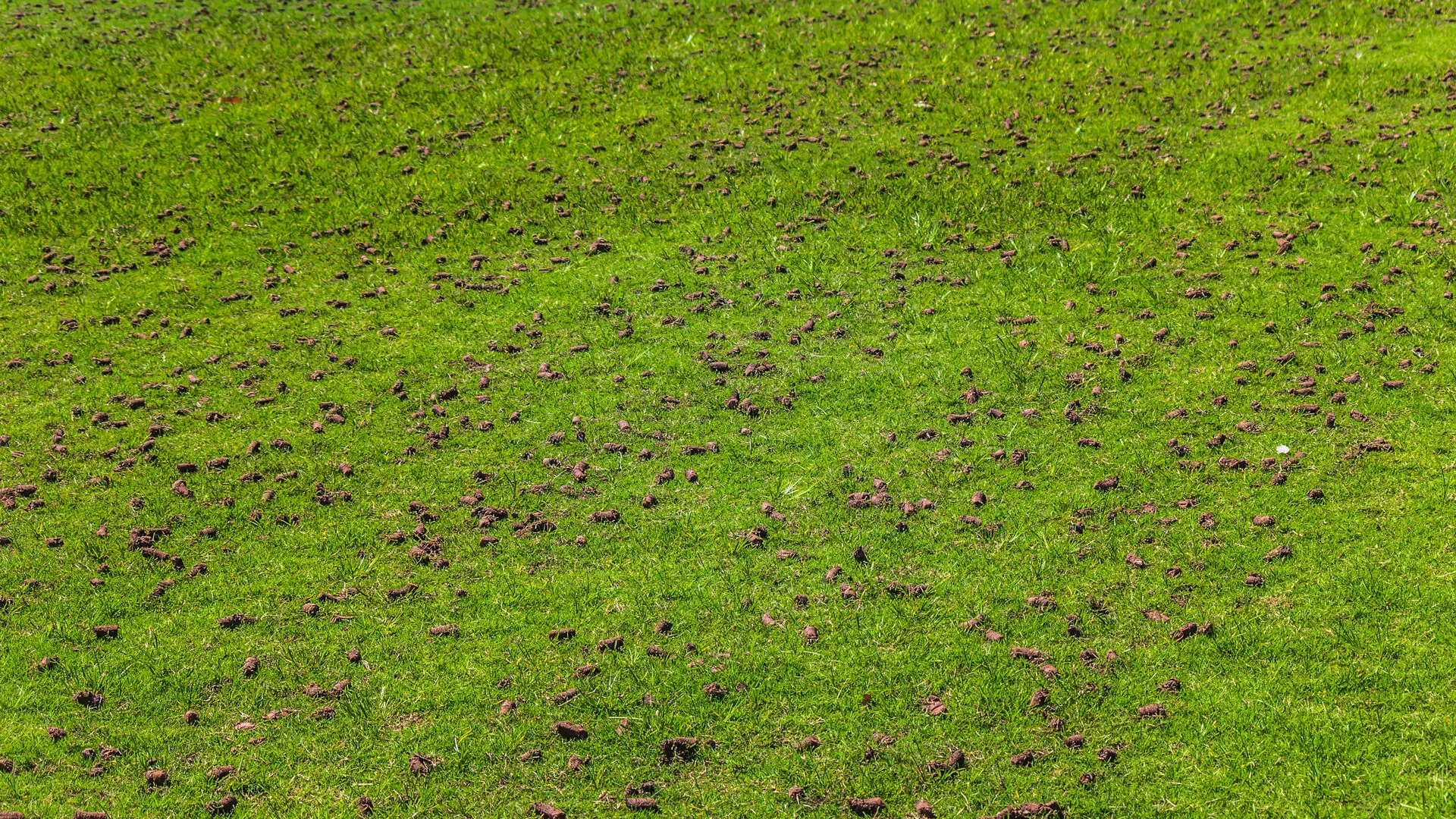 The Top 3 Requirements of a Healthy Lawn in Wylie