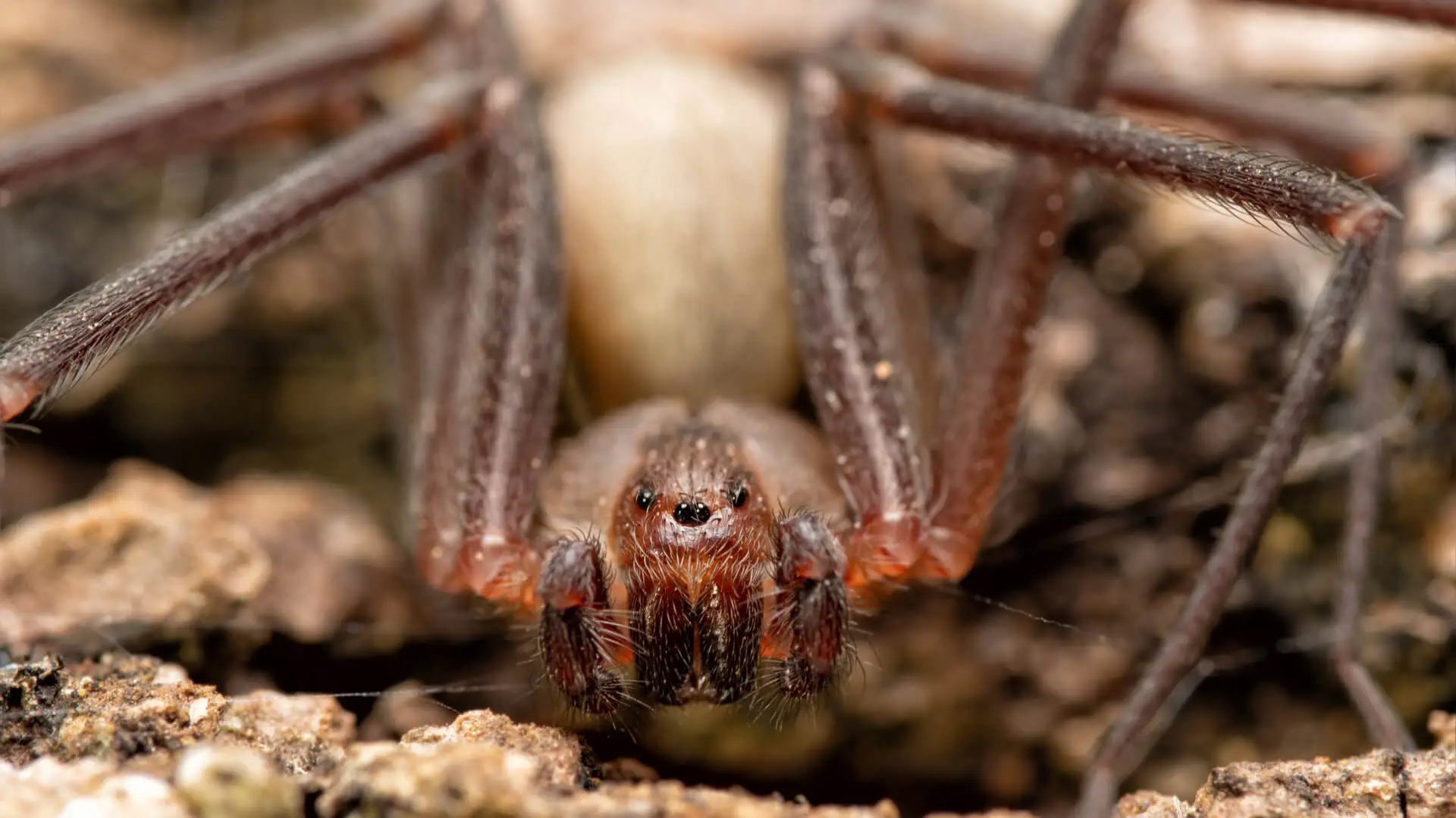 The Two Spiders You Should Fear: Pest Control Wylie, TX Experts Talk About Your Worst Enemies