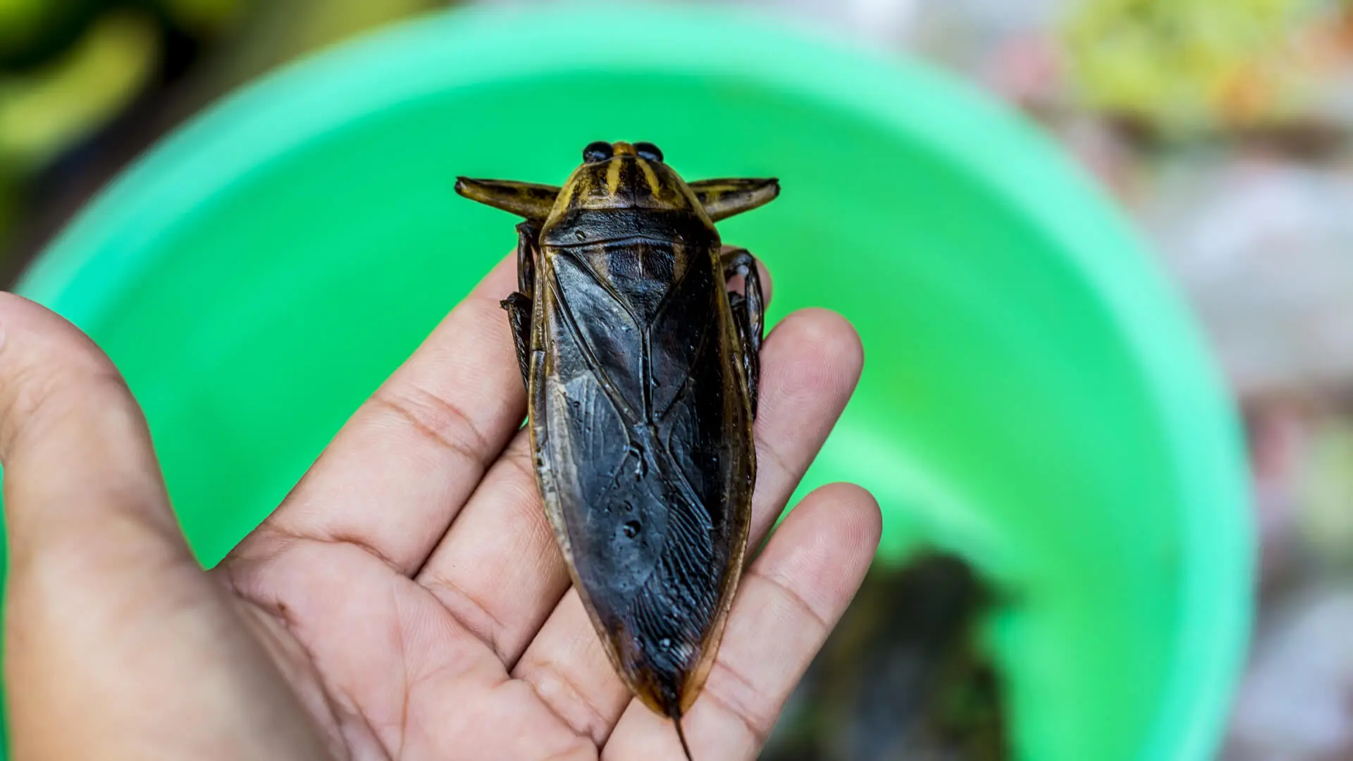 What do You Know about the Giant Water Bug? Pest Control The Colony, TX Experts Share their Tips