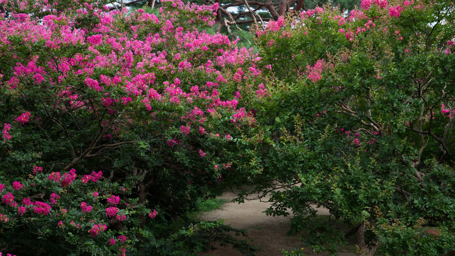 What You Need to Know about the Crape Myrtle Bark Scale:  Pest Control Frisco, TX Pros’ Guide