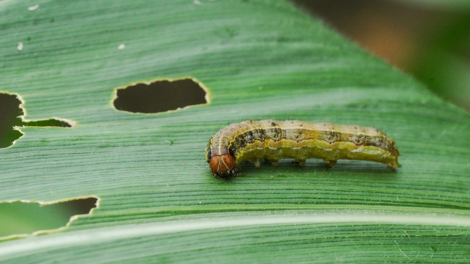 Armyworm eating grass blades in lawn in Lucas, TX.