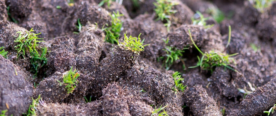 A pile of aerated cores by a home in Murphy, TX.