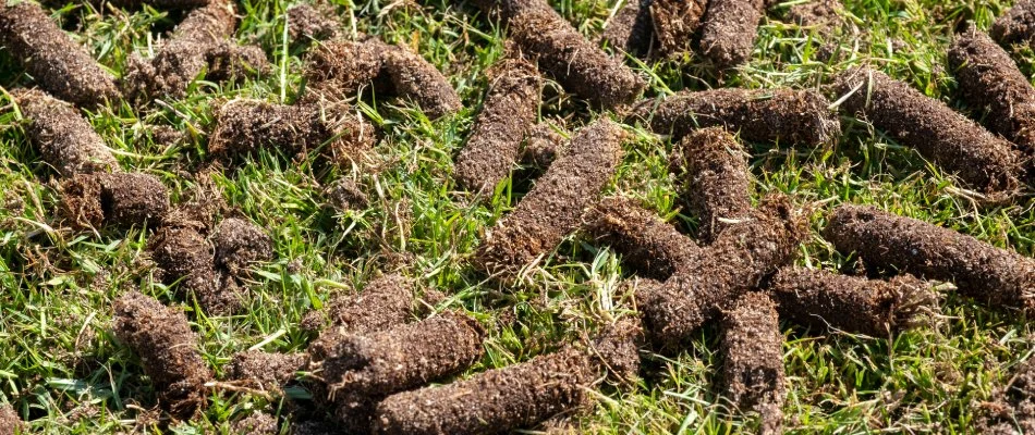 Aeration core plugs on lawn in The Colony, TX.